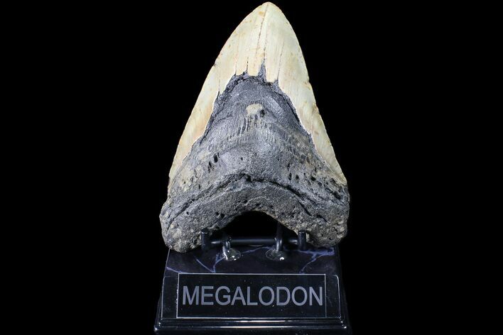 Megalodon Tooth - North Carolina #83990